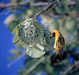 Weaver bird with it's nest
